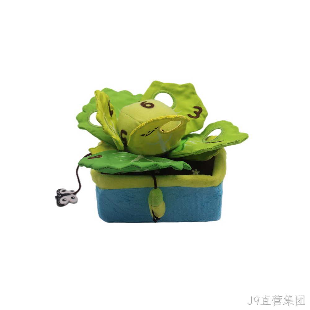 包菜盆栽